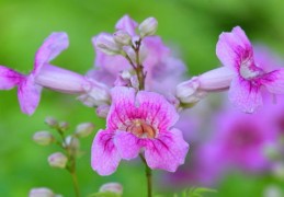 冰凌花花语唯美句子,冰凌花花语唯美句子大全